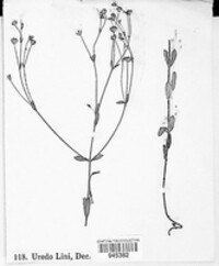 Melampsora lini image